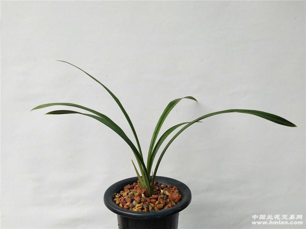 热门草建兰紫红色花"黑美人"子母苗
