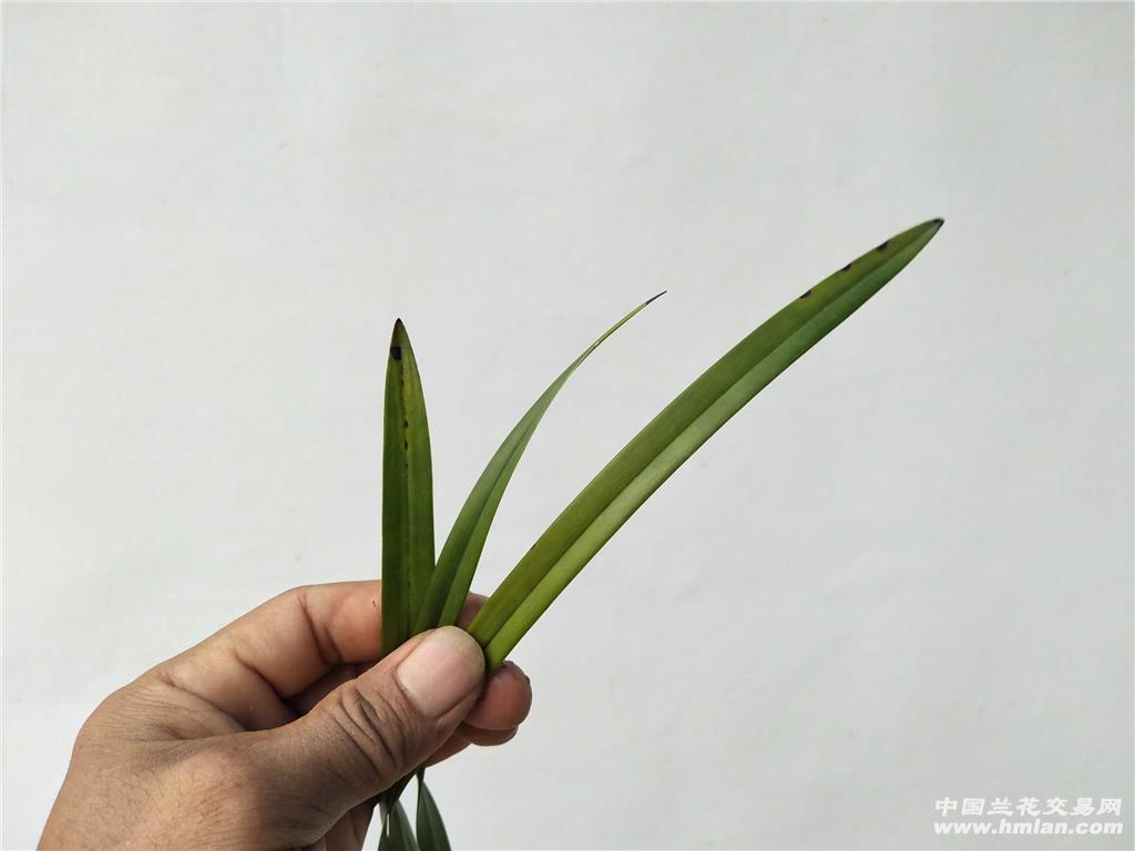 建兰雪白素花"白雪冰心"1老苗带2芽