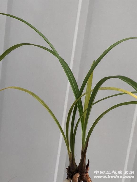 云上童子引种苗3个头带1芽 - 中国兰花交易网