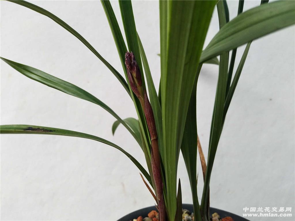 建兰紫凝3壮苗1花也叫黑美人
