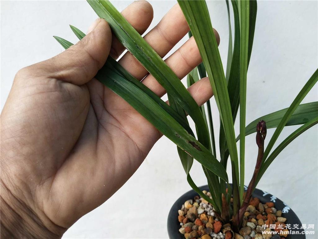 建兰紫凝3壮苗1花也叫黑美人