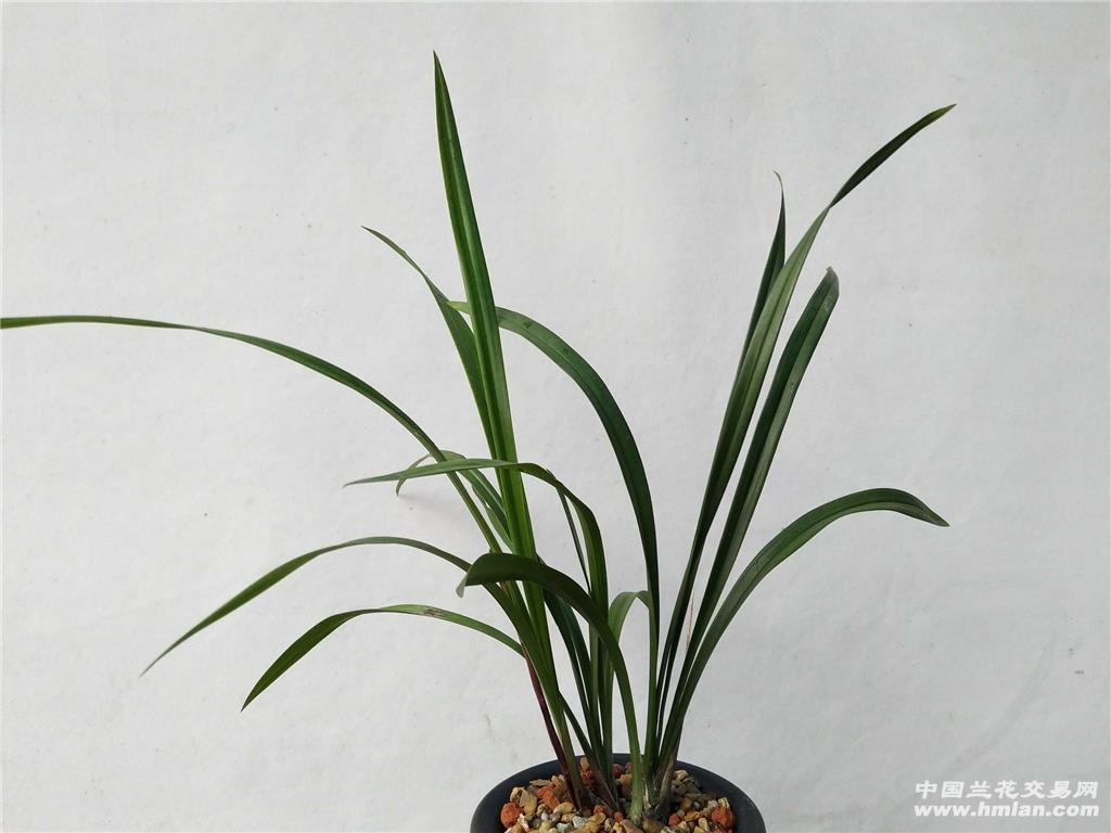 建兰紫凝3壮苗1花也叫黑美人