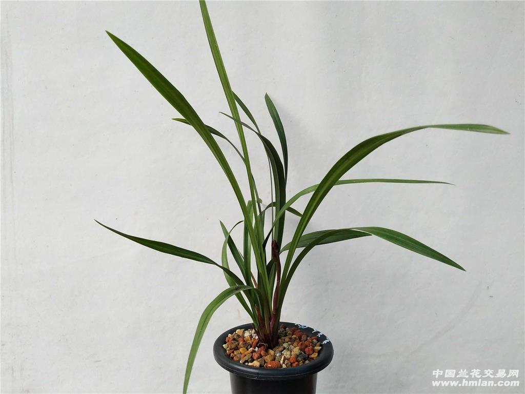 建兰紫凝3壮苗1花也叫黑美人