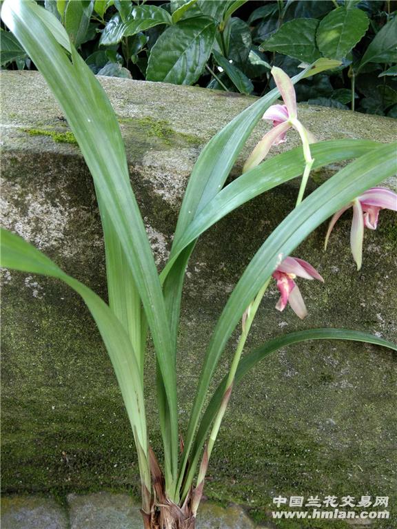 建兰色花仙山红带花