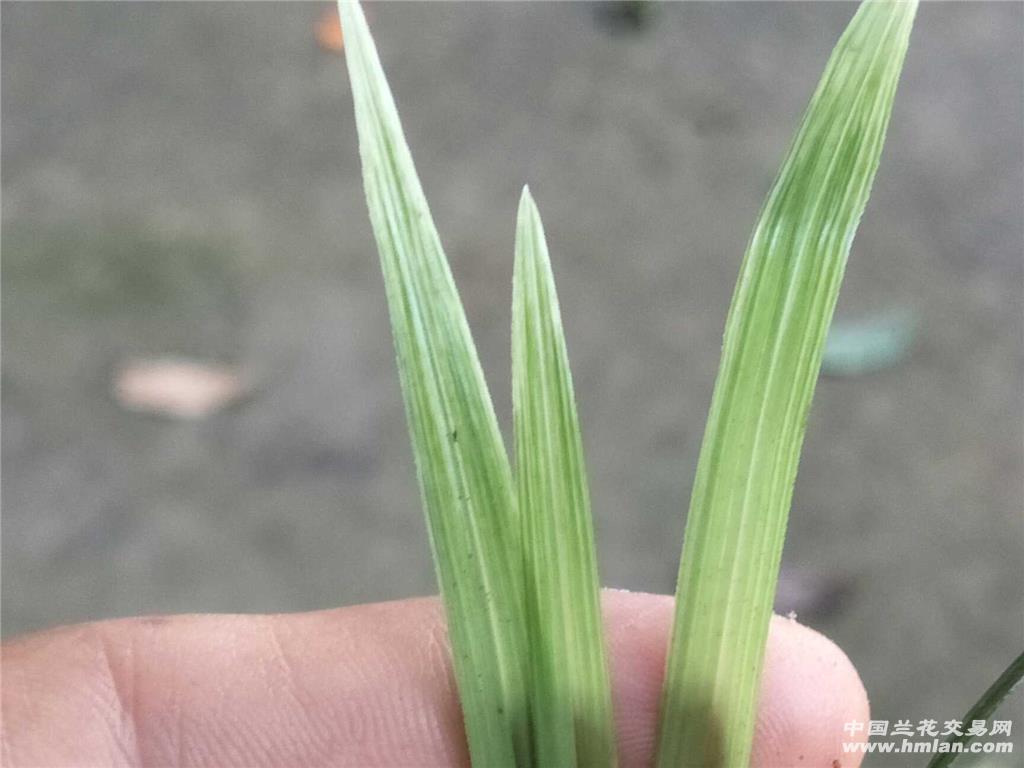 春兰白艺散斑丝