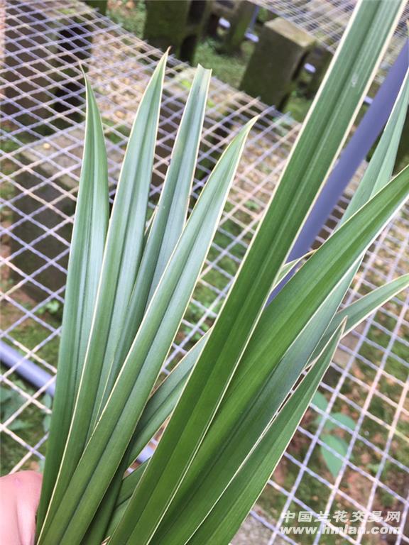 银边大贡.4苗3花.花带桃腮.勤花勤芽y4 - 中国兰花交易网