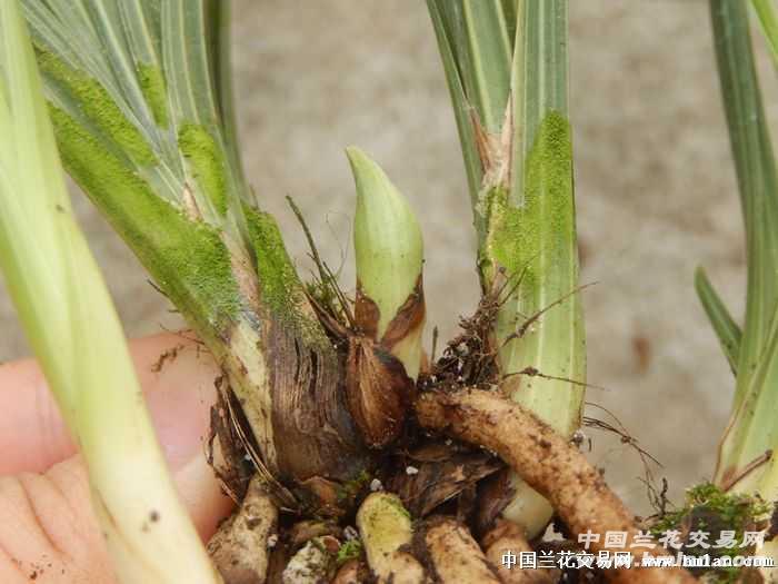 惠兰(老极品)4苗带花苞