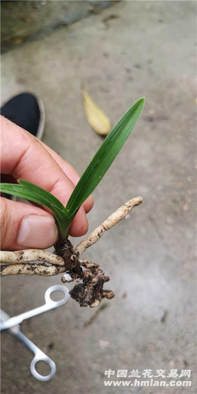 黑点状况: , 病菌状况: , 品种来源:本地下山品种简介:蕙兰叶型草