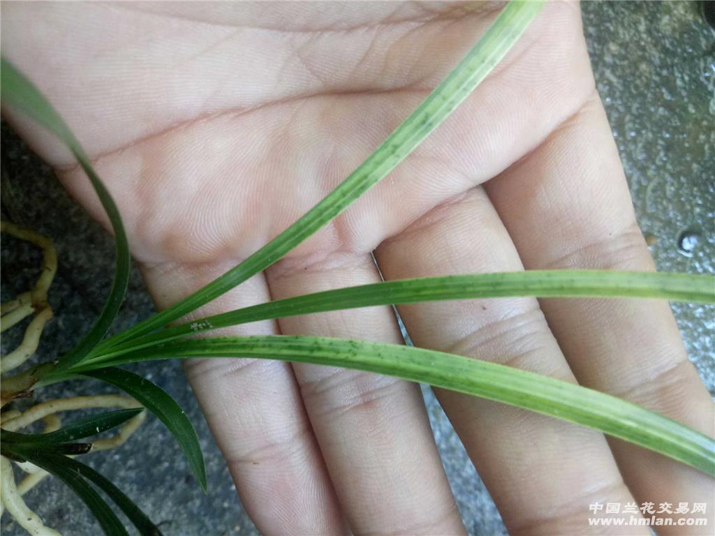 下山熟草春兰叶型草出蛇斑艺 - 中国兰花交易网