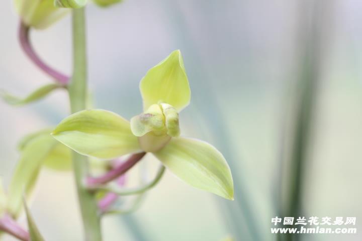 小灵仙【蕙兰桃型小梅仙2苗1芽