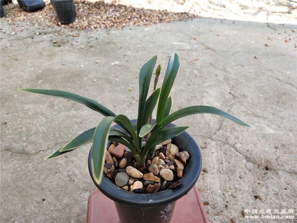 建兰 四季达摩带花