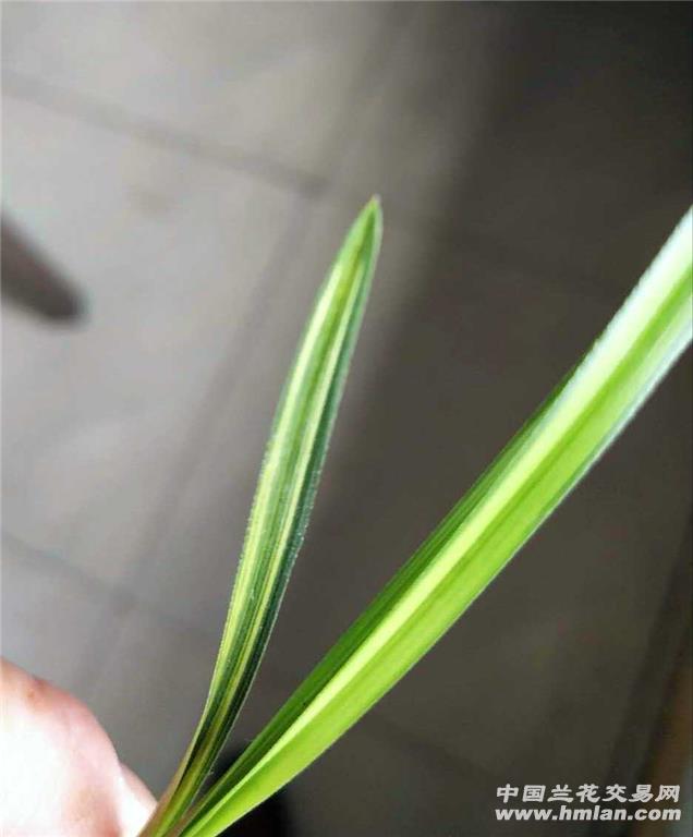 随州殷店人口_随州殷店墨香东坡(3)