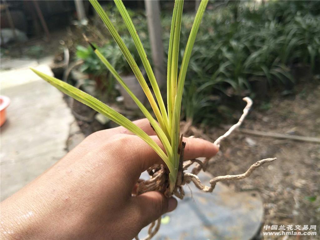 下山蕙兰变异草 - 中国兰花交易网