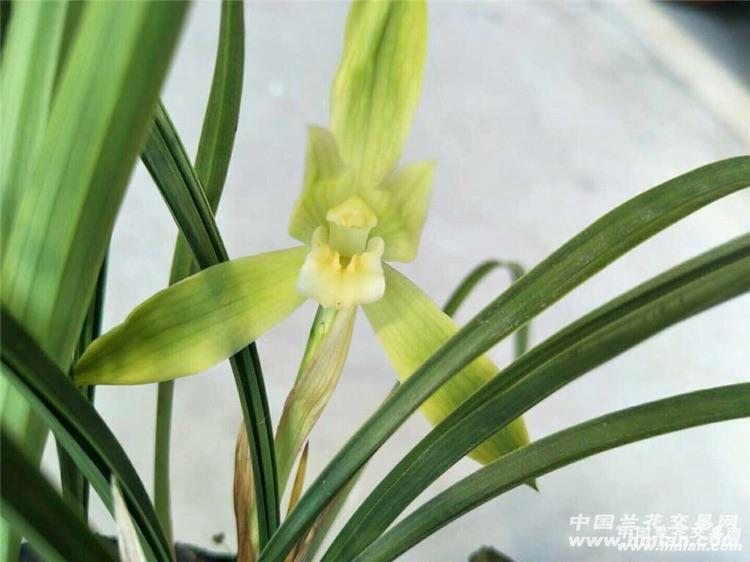 春兰素花慈恩素,8苗3芽2花苞,封尖 - 中国兰花交易网