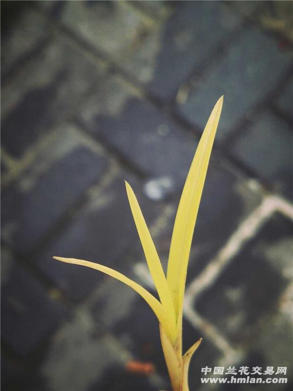 刚下山春兰龙根漂亮黄金幽灵草(赌草) - 中国兰花交易