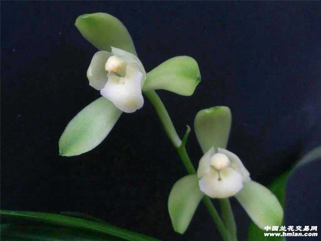 丹棱荷形素《丹棱素荷》3前龙苗1发2结构苗特别正气