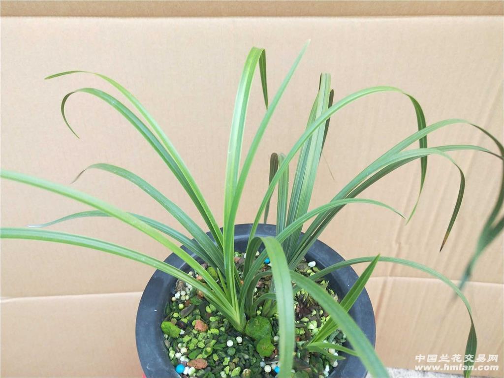 绿牡丹带1芽 - 中国兰花交易网