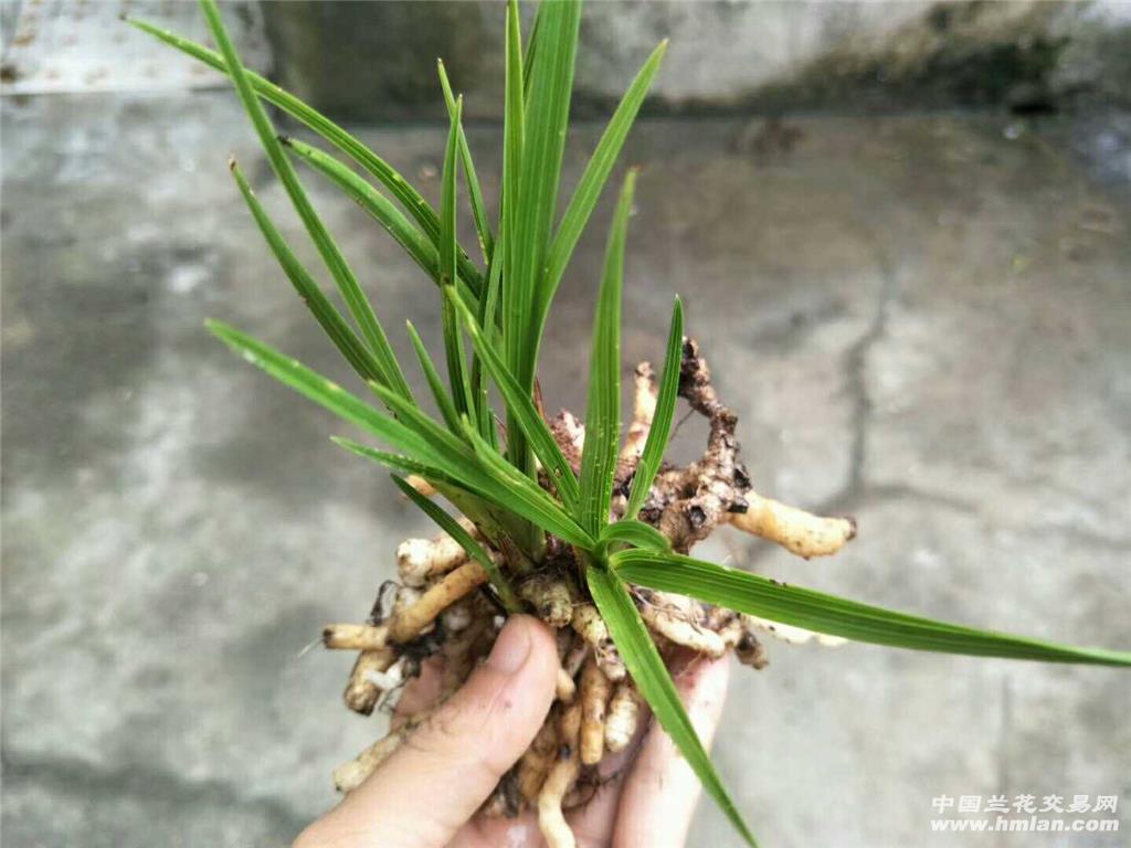 下山蕙兰龙根连苗水晶斑每苗都带艺