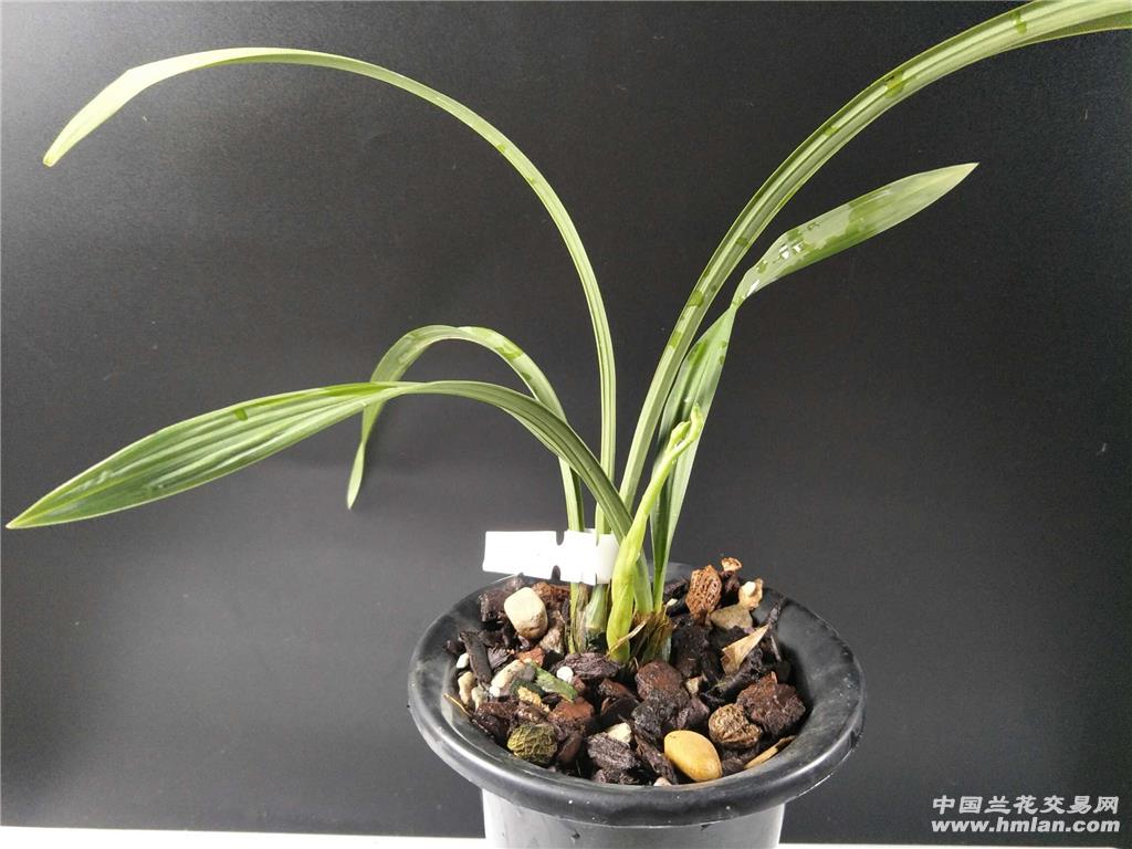 建兰 素君荷 - 中国兰花交易网