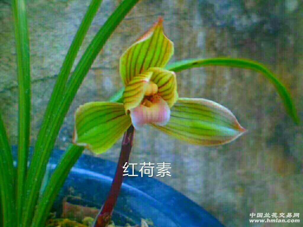 春红草红素,红荷素,苗(样品勿拍)