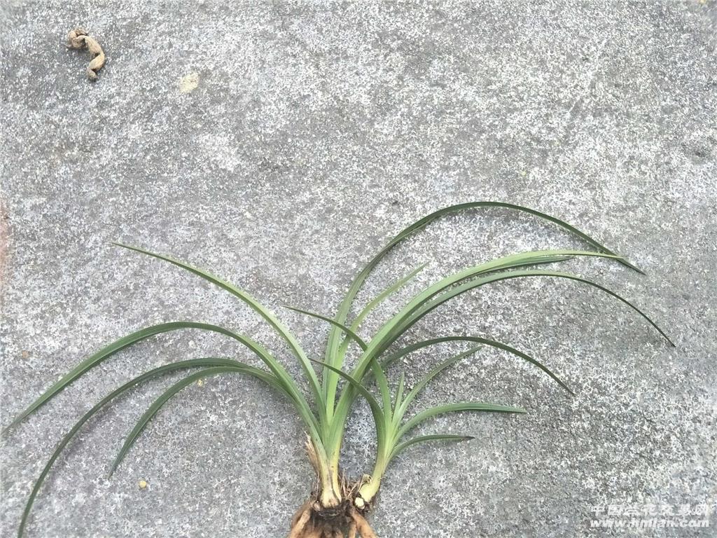蕙兰铭品(秦深素)引种苗带芽