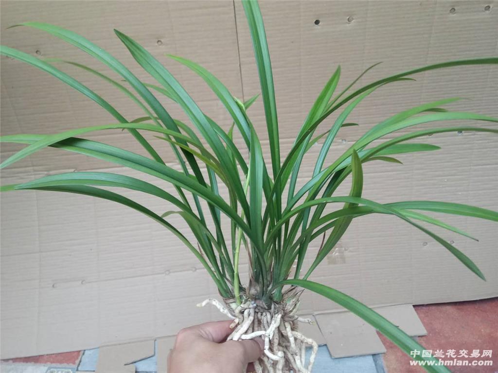 建兰大凤素含苞待放