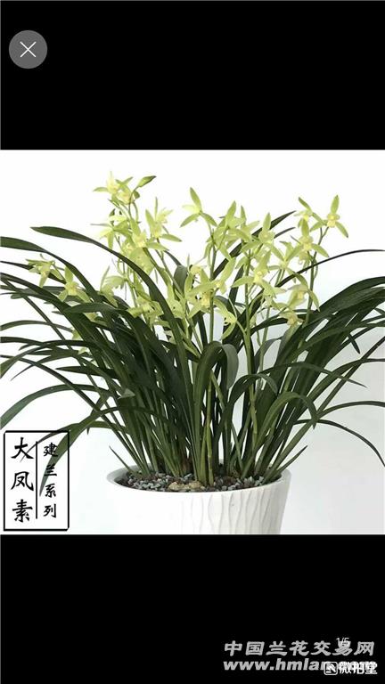 建兰大凤素 中国兰花交易网