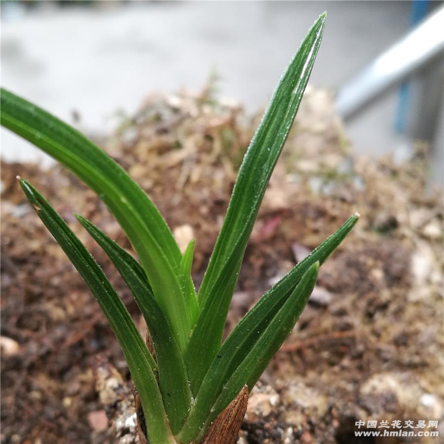 才下山蕙兰龙根行草,皮厚 - 中国兰花交易网