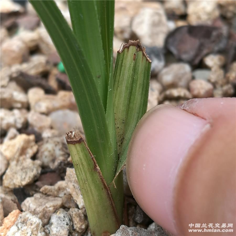 下山龙根散斑艺,夹壳中透