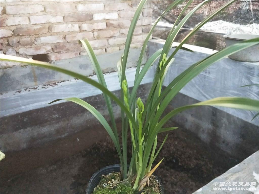 建兰观音素带花苞