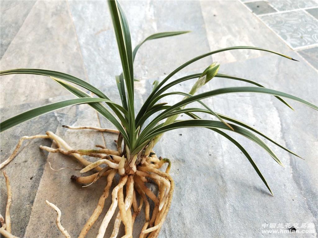 植物天草的图片,天草的图片和作用,植物麻的图片_大山谷图库