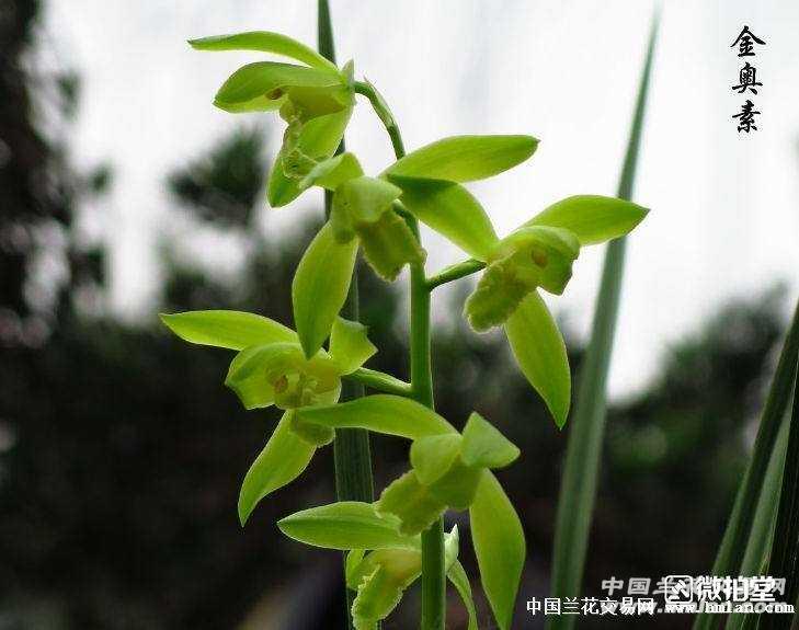 超大盆蕙兰"金奥素"8苗
