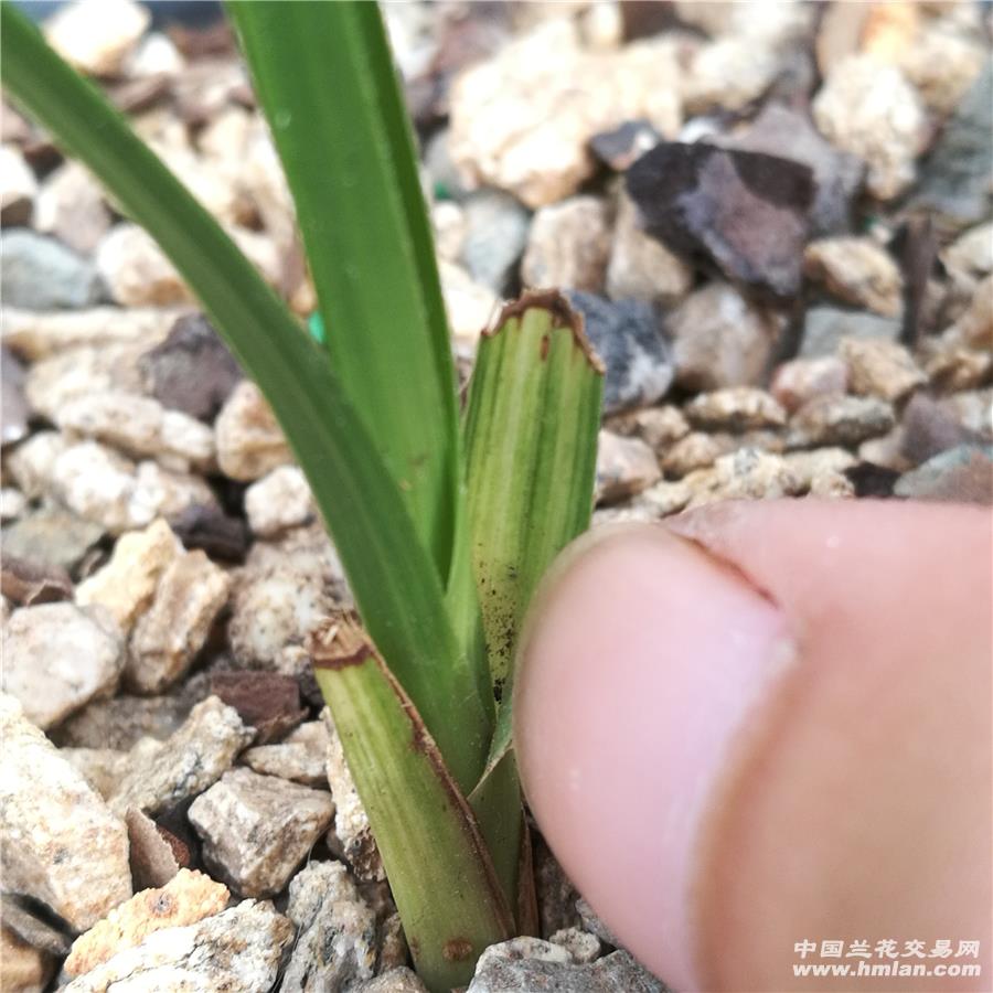 下山龙根散斑艺,夹壳中透