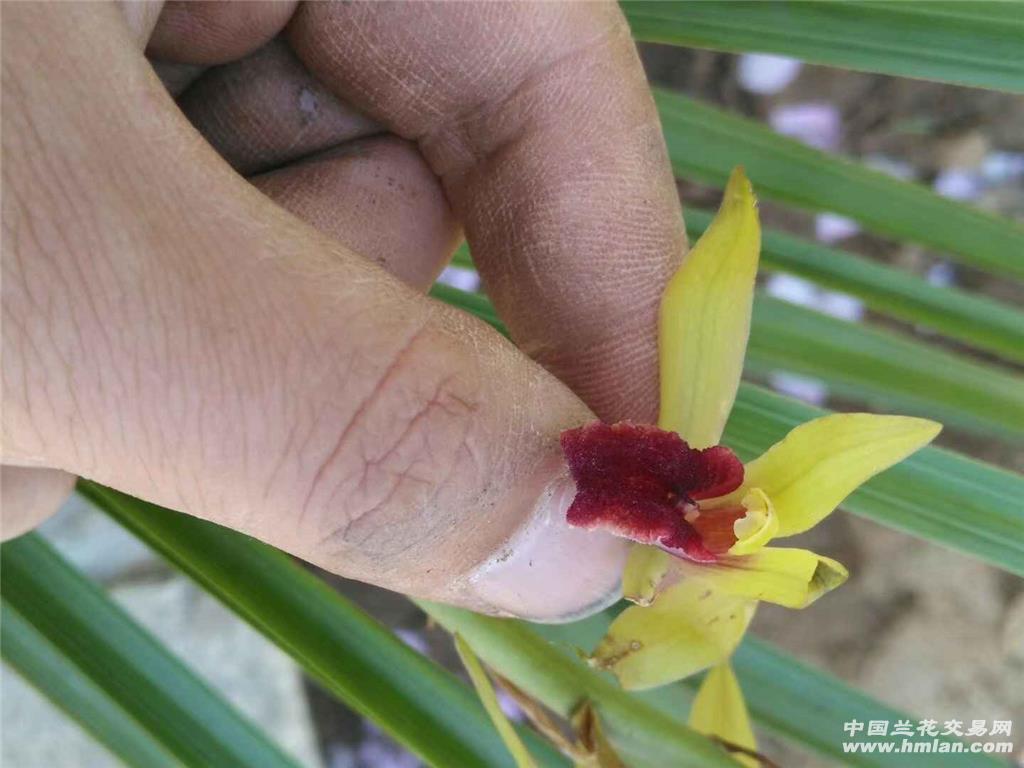 花季下山的蕙兰漂亮红舌头 - 中国兰花交易网
