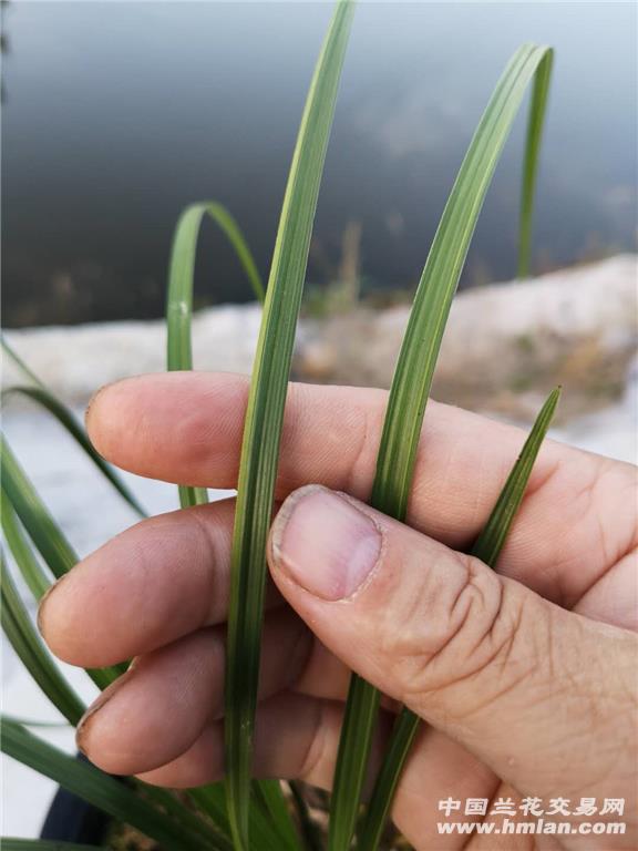 蕙兰下山三片叶进化丝缟(外艺)