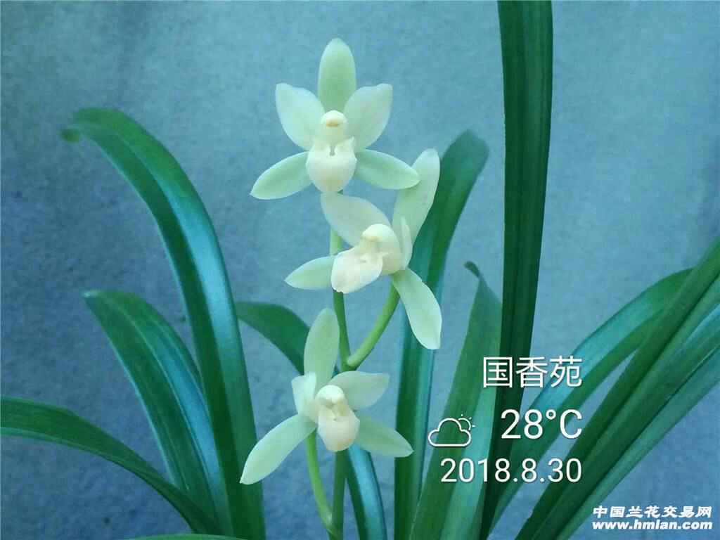 川产建兰荷型素花极品(天使,子母壮苗带2花苞