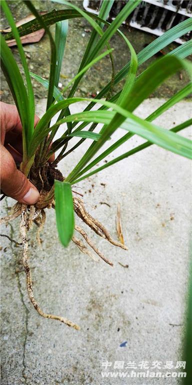 所有分类 下山春兰正宗圆头草,带花苞  宽叶: 12 cm, ,高叶42公分,总