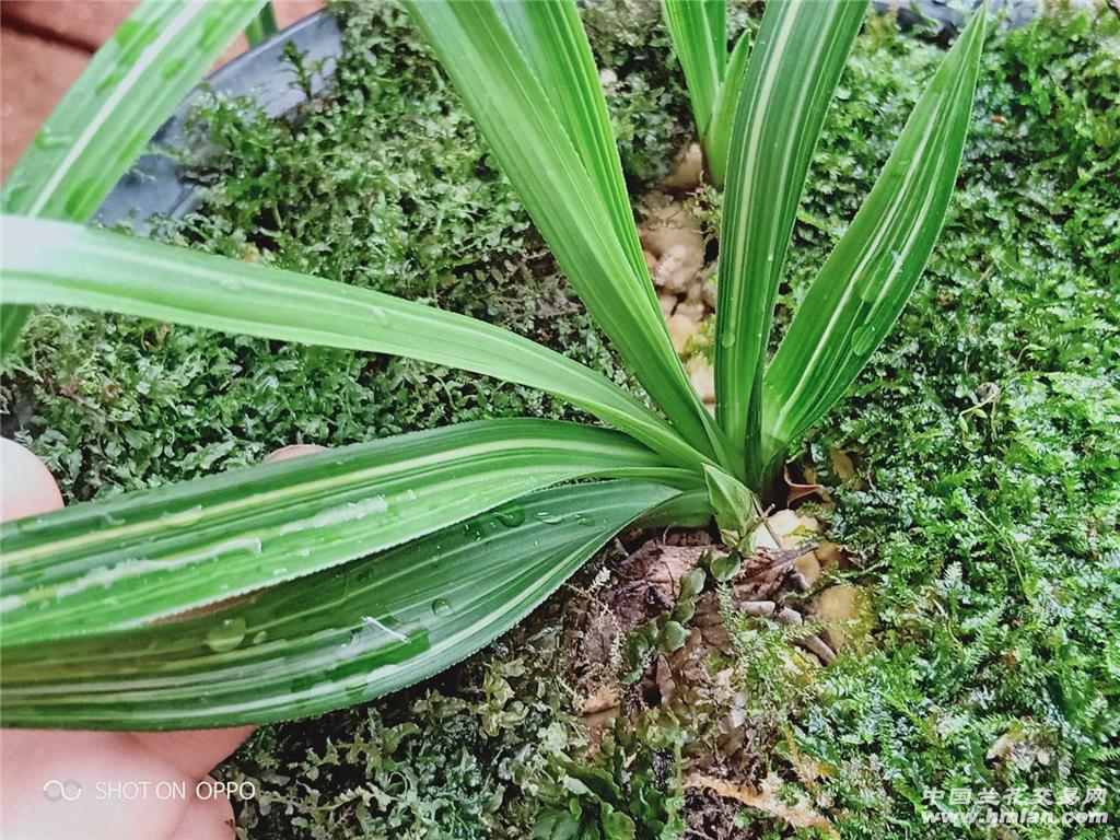 下山宽叶鱼肚雪白大帽赌花丝草,根好! - 中国兰花交易