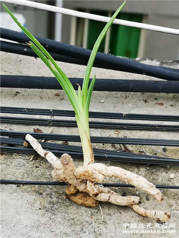 惠兰龙根水晶斑鱼肚叶国庆送野核桃