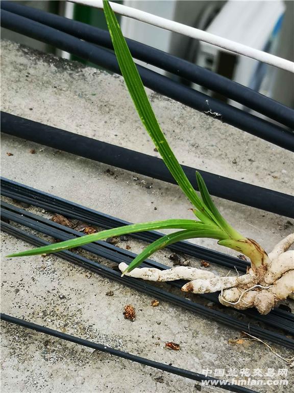 惠兰龙根水晶斑鱼肚叶国庆送野核桃