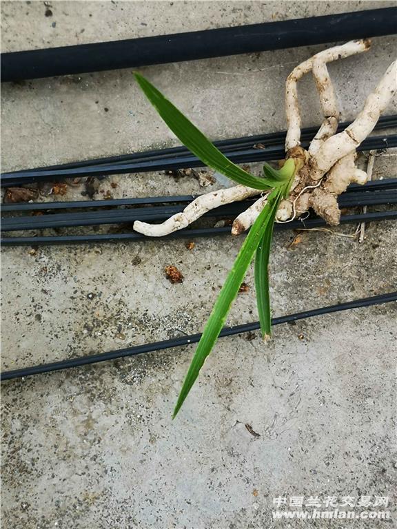 惠兰龙根水晶斑鱼肚叶国庆送野核桃