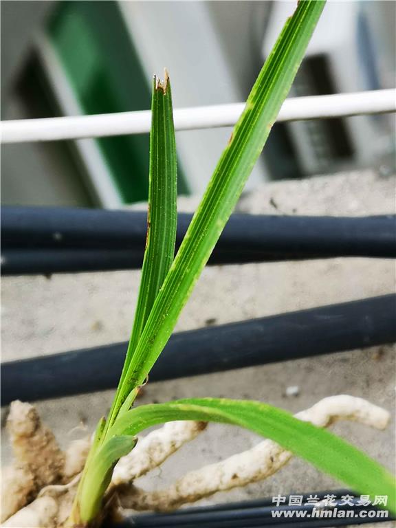 惠兰龙根水晶斑鱼肚叶国庆送野核桃