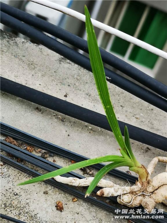 惠兰龙根水晶斑鱼肚叶国庆送野核桃