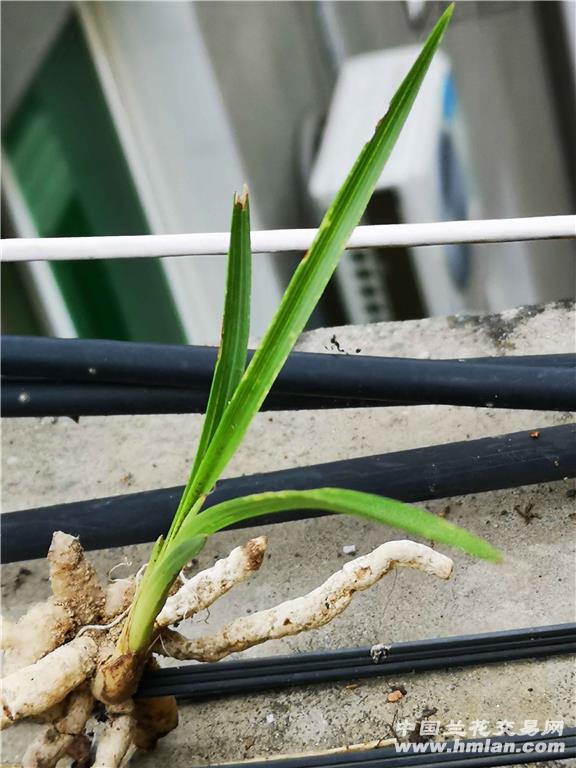 惠兰龙根水晶斑鱼肚叶国庆送野核桃