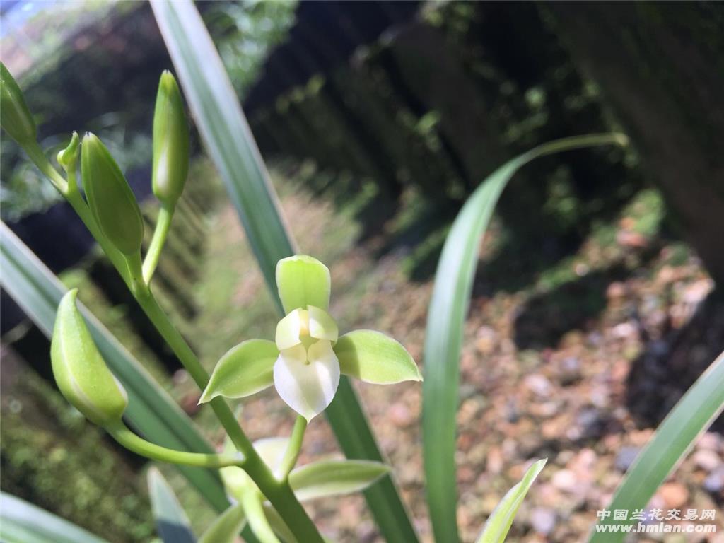 正宗原生种【银边大贡】带花苞 本园开品 - 中国兰花