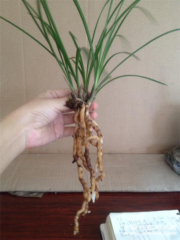 合家欢