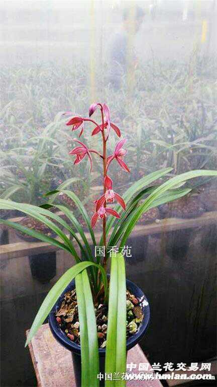 漂亮建兰名品色花,满堂红 - 兰花网