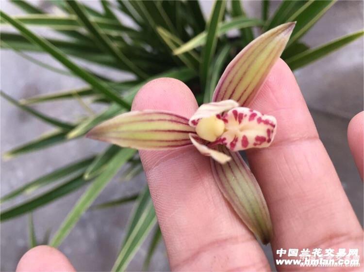 自然进化线艺.黄金彩虹.20苗23杆花.128包邮叶