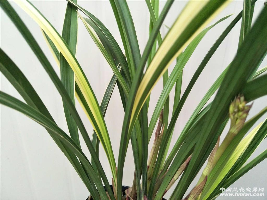 6花漂亮《黄金彩虹》进化中透艺