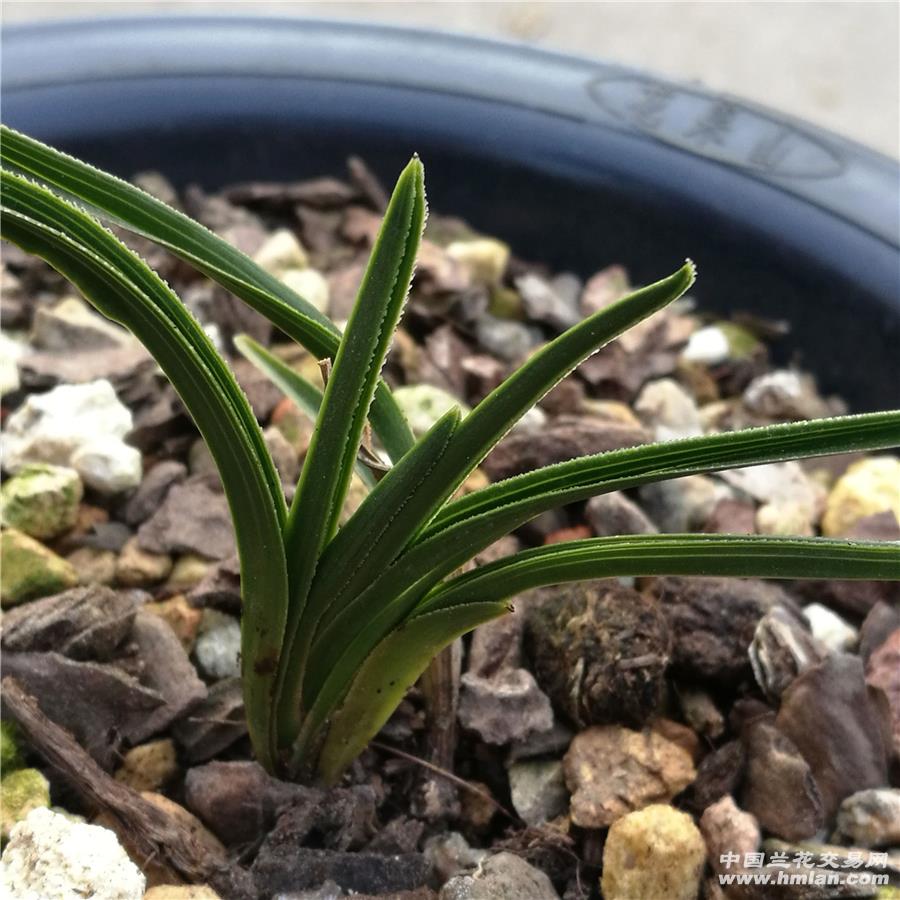 下山龙根大刀锯矮种叶行草,盾甲皮厚